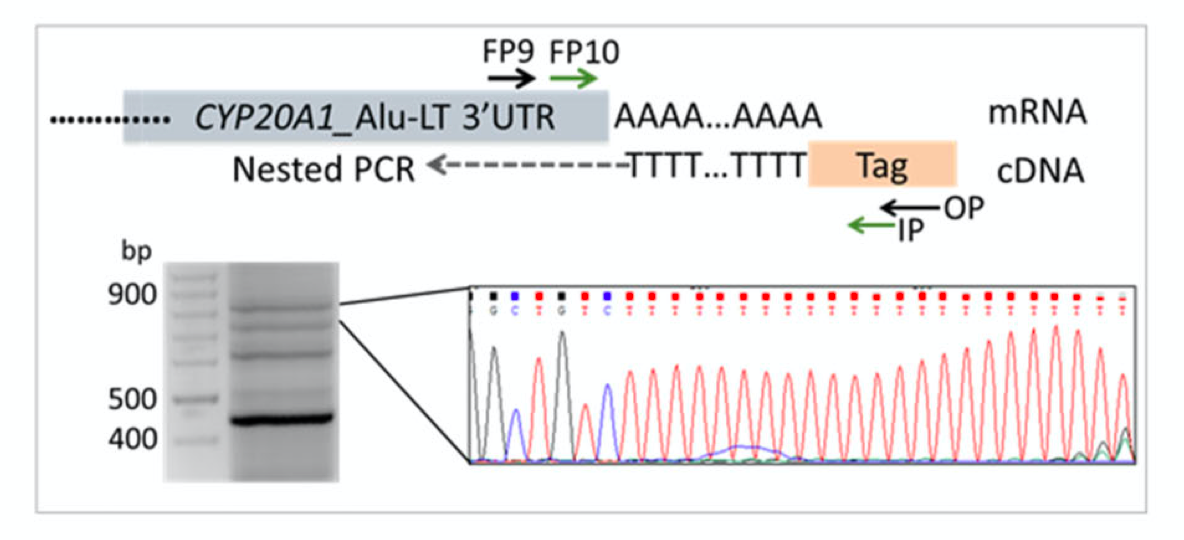3′RACE confirms the expression of the full-length transcript. The schematic depicts the oligo(dT) primed reverse transcription, followed by nested PCR.